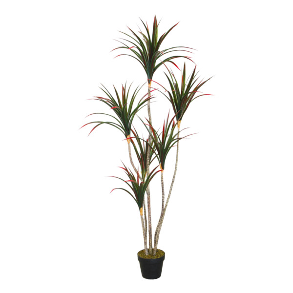 Dracaena Decorative Potted Flower: 160cm