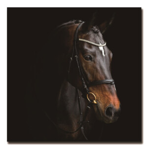 Printed Horse Painting: (80x80)cm