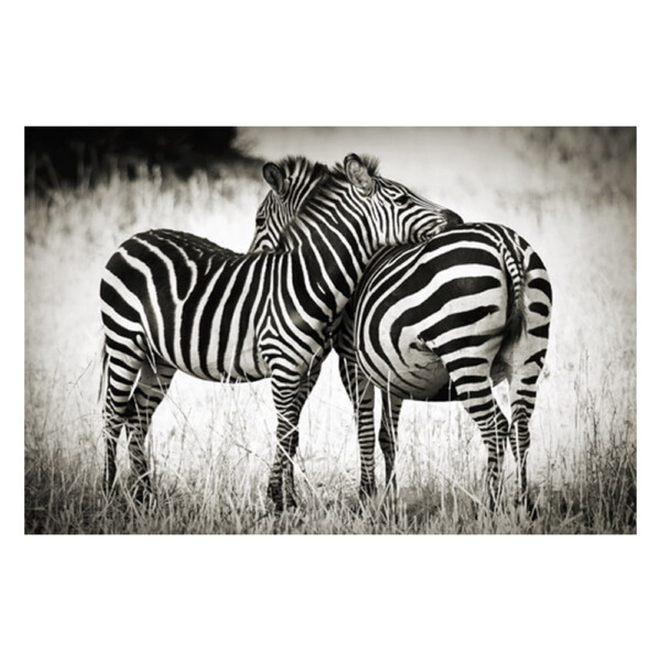 Zebra: Oil Painting With Frame: (120x80x2.2)cm