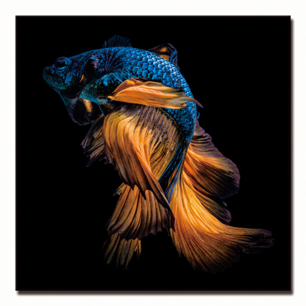 Siamese Fighting Fish (Betta) Printed Painting: (80x80)cm