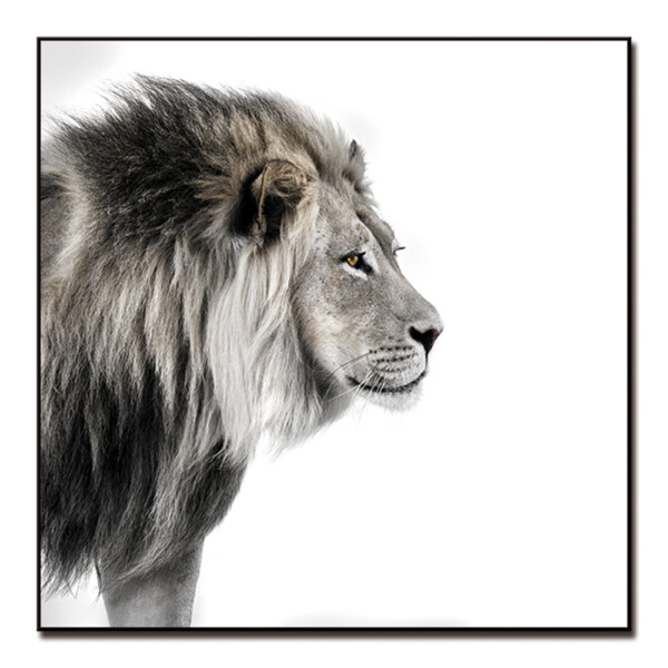 Black/White Lion Printed Painting: (80x80)cm