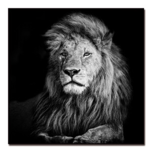 Lion Printed Painting: (80x80)cm