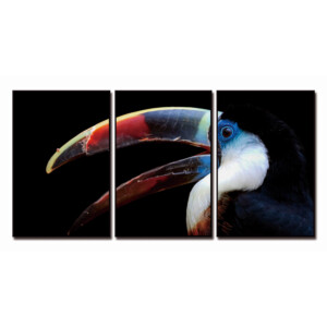 Toco Toucan Beak Printed Painting Set: (90x60)cm