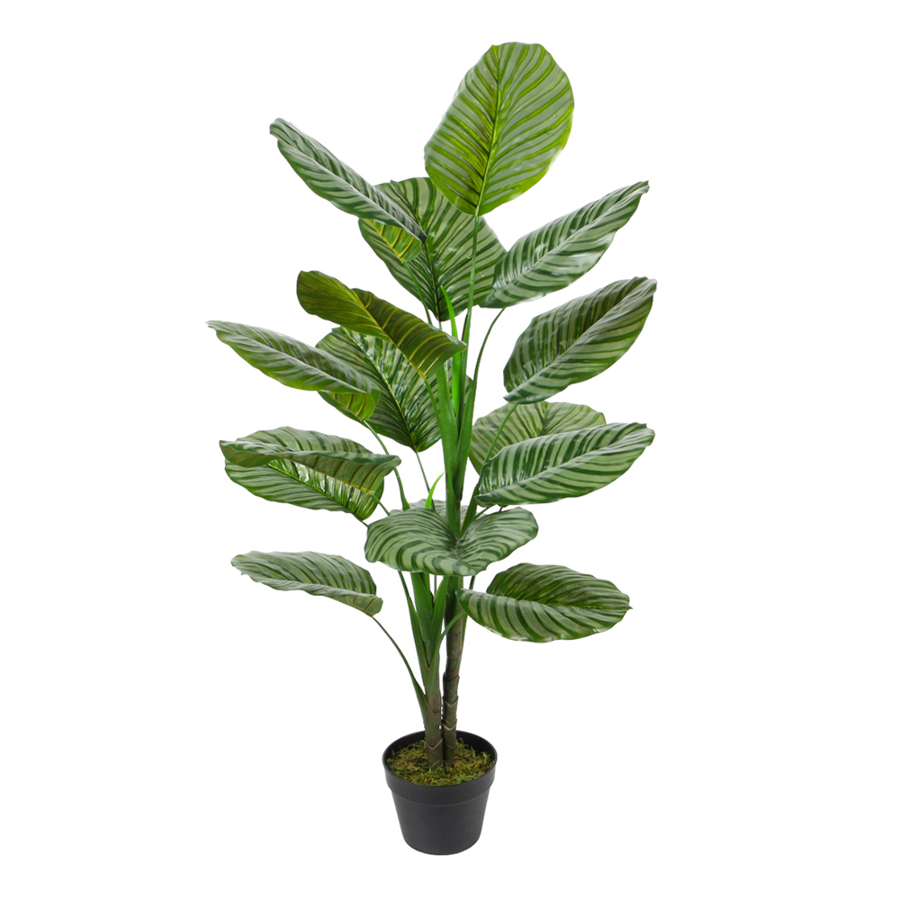 Calathea Decorative Potted Flower: 120cm