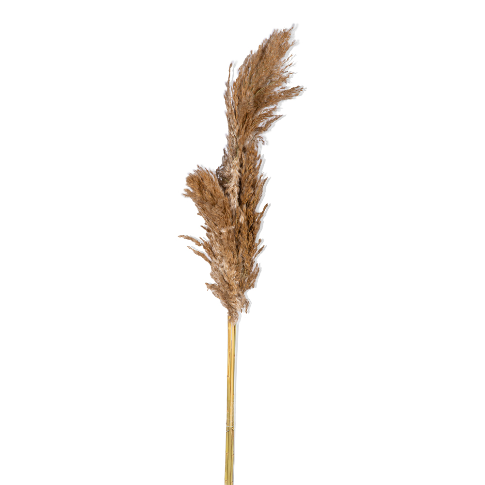 Decoration: Natural Pampas Flowers 90-100cm, 3pcs, Honey