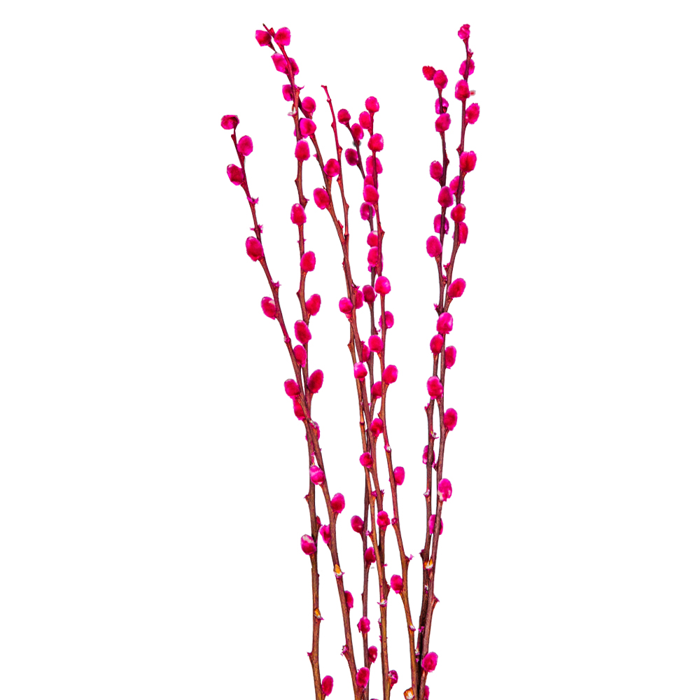 Decoration: Pussy Willow; 110-120cm, 8pcs, Fuchsia