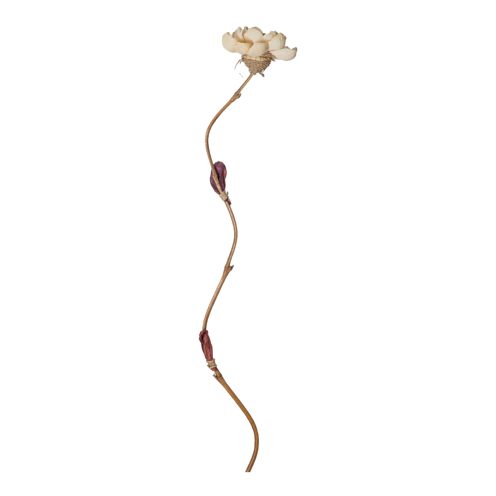 Bamboo Stick Dry Flower Lotus Design, White